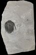 Upper Cambrian Orygmaspis Trilobite - BC #19677-1